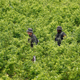 Illustration for article titled Colombia Is Testing Drones to Drop Herbicide on Crops Used for Cocaine